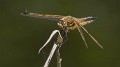 Libellula quadrimaculata-190359